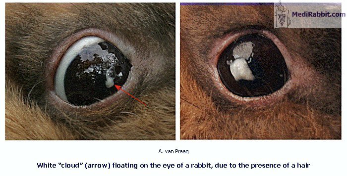 What to Do If Your Rabbit Has Eye Problems