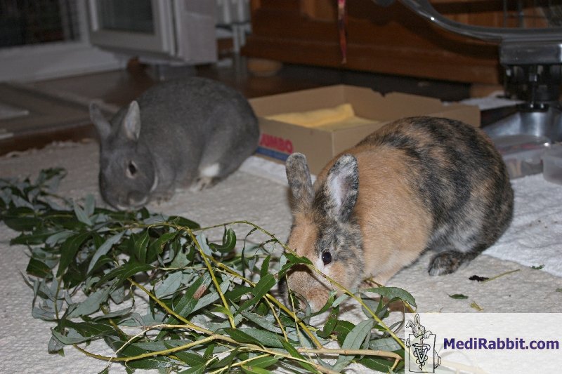 Can Rabbits Chew Branches? (Apple, Pine, Rose, Cedar, And Olive) 