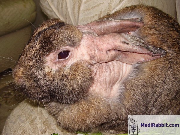 FS1185: Common Mites of Your Rabbit and Small Animal Part III: Ear