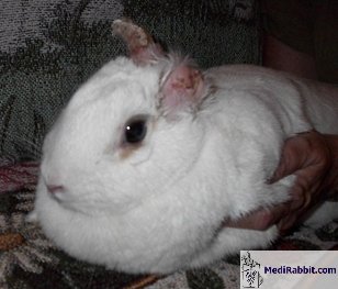 FS1185: Common Mites of Your Rabbit and Small Animal Part III: Ear