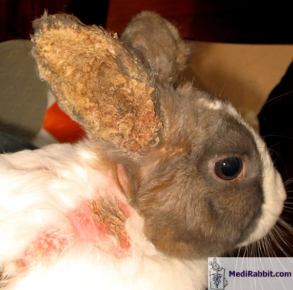 are rabbit ear mites contagious to dogs