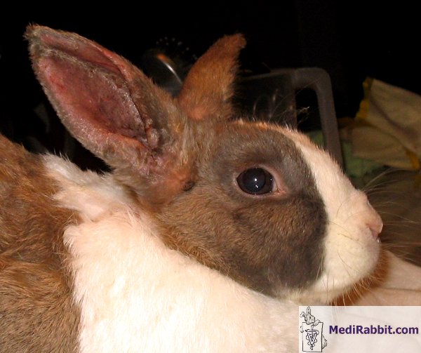Rabbits - Ear mites - Treatment 