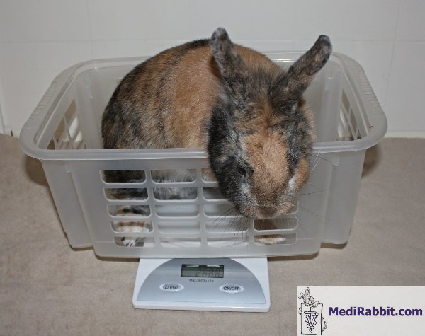 Rabbit Care - Weighing Rabbit on scales Stock Photo - Alamy